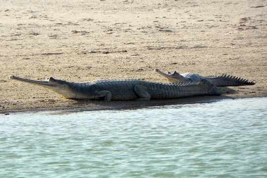 National Chambal Sanctuary