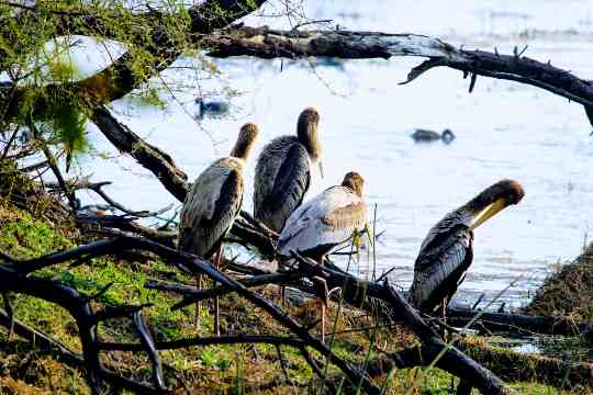 Keoladeo National Park