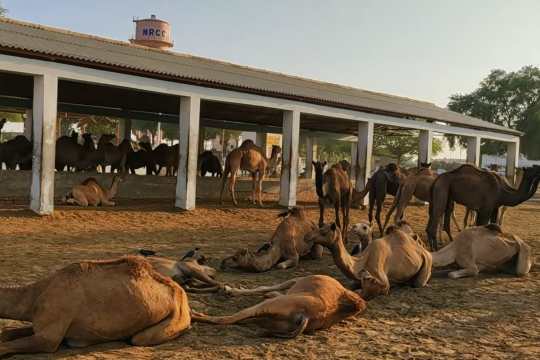 National Research Centre on Camel