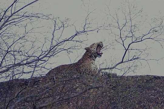 Kumbhalgarh Wildlife Sanctuary