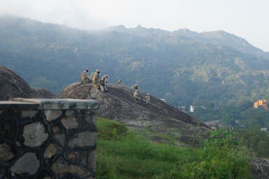 Mount Abu Wildlife Sanctuary