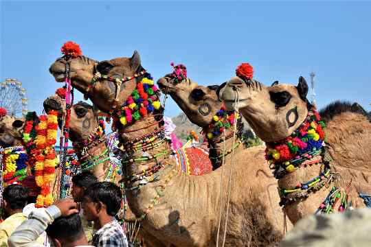 Pushkar Camel Fair