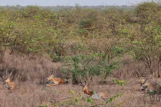 Bishnoi Village Safari