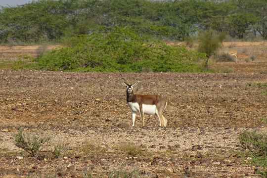 Gajner Wildlife Sanctuary