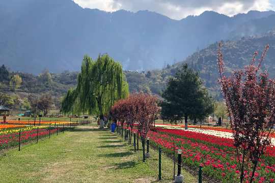 Indira Gandhi Memorial Tulip Garden