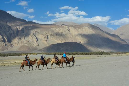 Bactrian Camel Safari