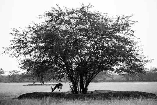 Bhavnagar Blackbuck National Park