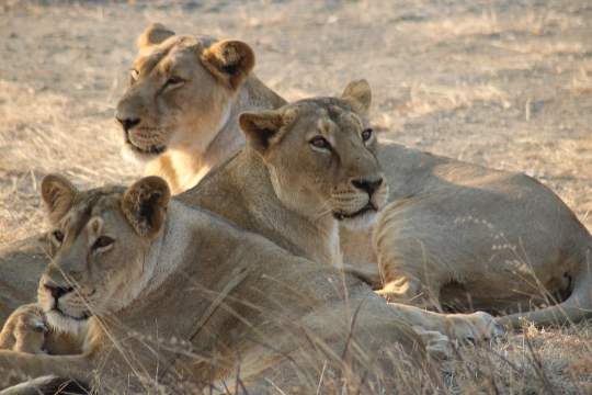 Gir National Park