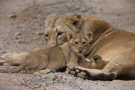 Girnar Wildlife Sanctuary 