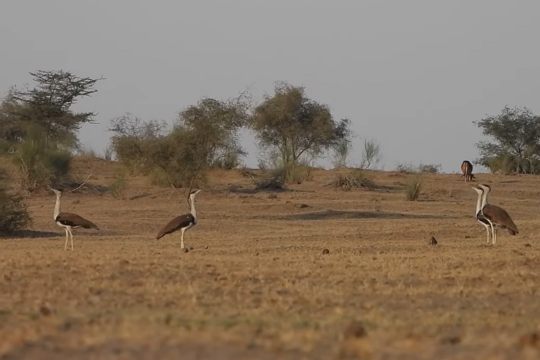 Kutch Bustard Sanctuary