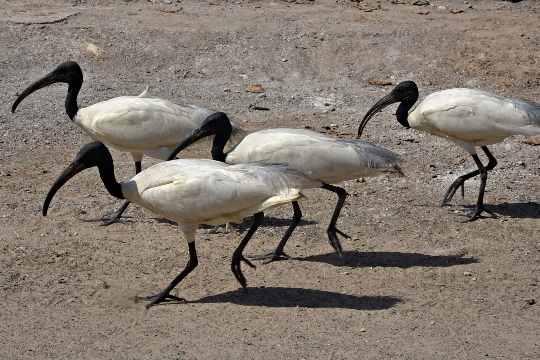 Porbandar Bird Sanctuary