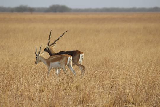 Blackbuck National Park