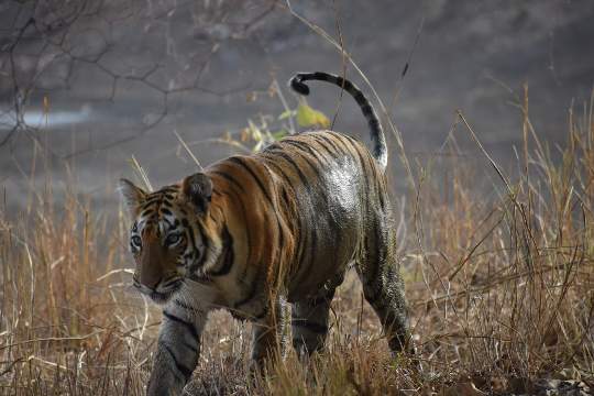 Tadoba Tiger Reserve