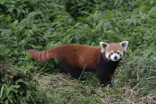 Himalyan Zoological Park