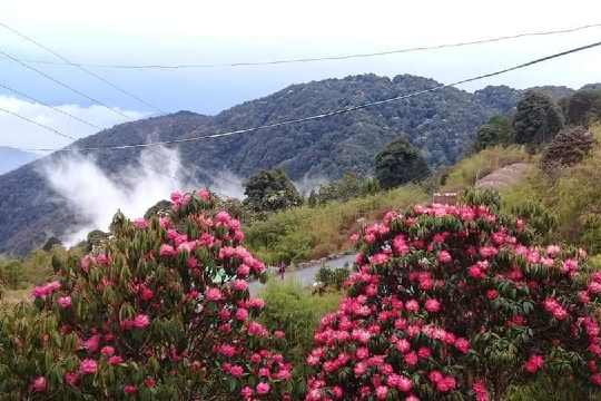 Shingba Rhododendron Sanctuary