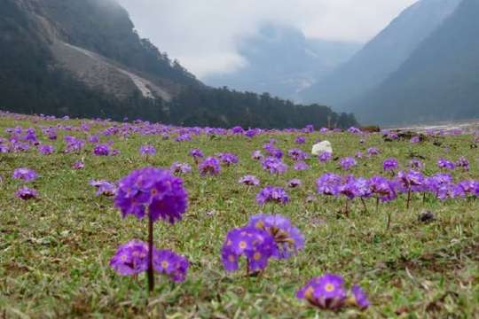 Valley of Flowers