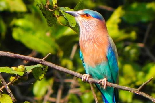 Kitam Bird Sanctuary