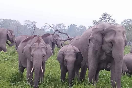 Manas National Park