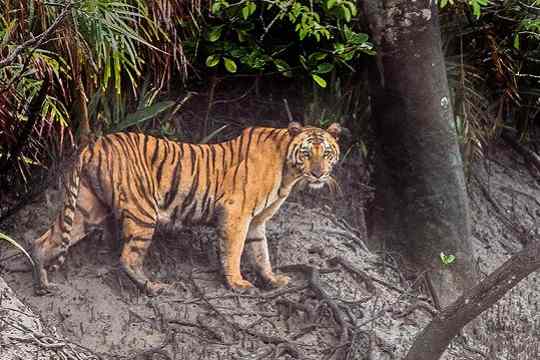 Orang National Park