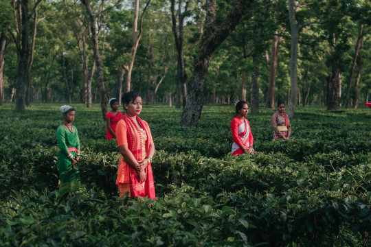 Tea Gardens Of Kaziranga