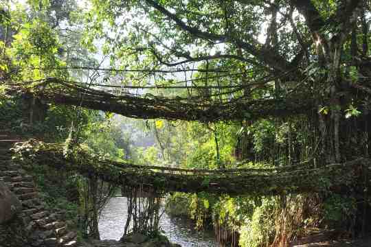 Double Decker Living Root Bridge