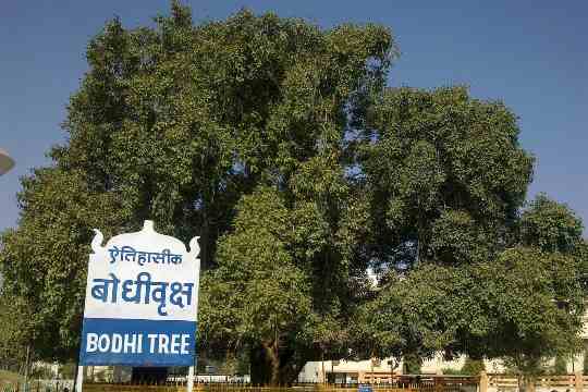 Bodhi Tree