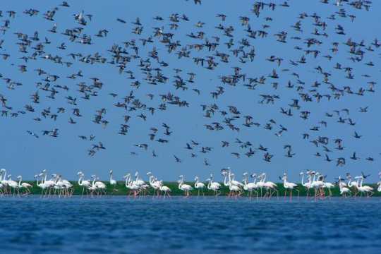 Chilika Lake