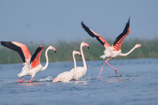 Nalbana Bird Sanctuary