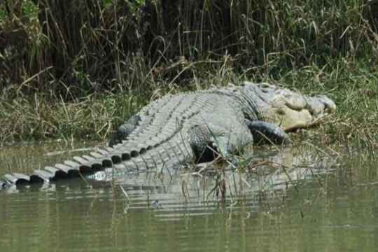 Bhitarkanika National Park