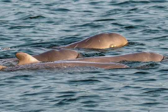 Satapada Dolphin Center