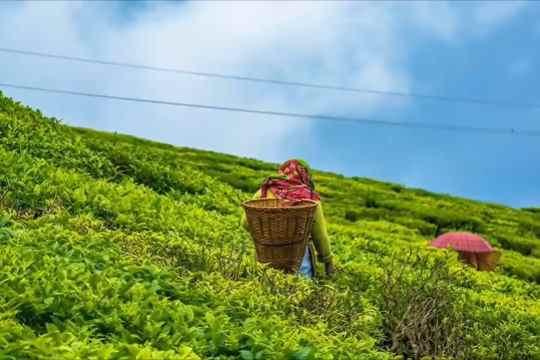 Happy Valley Tea Estate