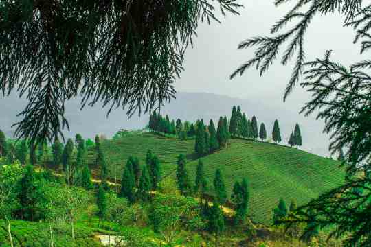 Mirik Tea Gardens