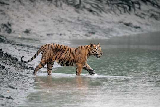 Sundarbans Tiger Reserve Area