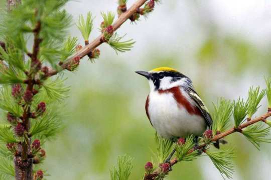 Sajnekhali Bird Sanctuary