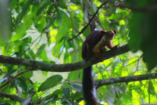 Wayanad Wildlife Sanctuary