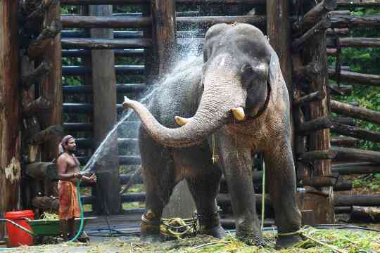 Elephant Training Centre