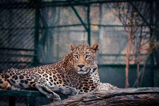 Indira Gandhi Zoological Park