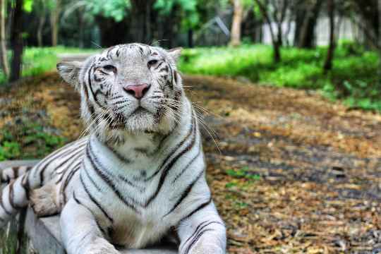 Bannerghatta National Park