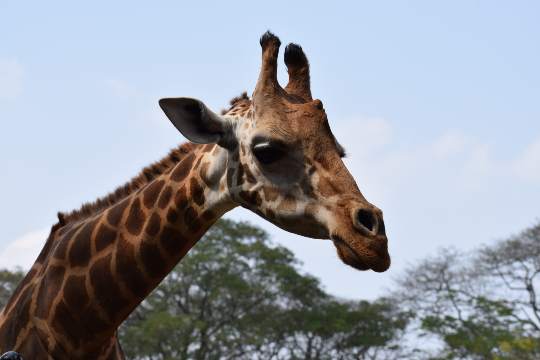 Mysore Zoo ( Jayachamarajendra Zoological Gardens )