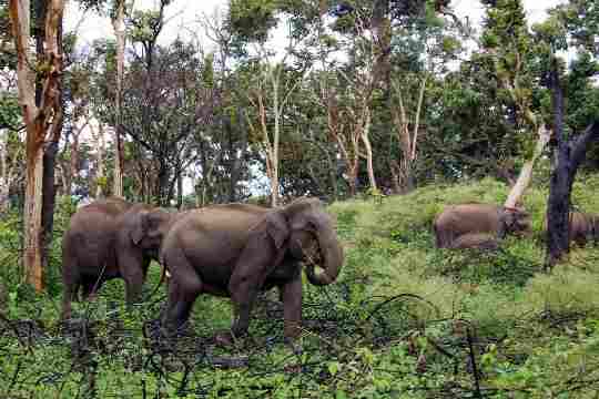 Wayanad Wildlife Sanctuary