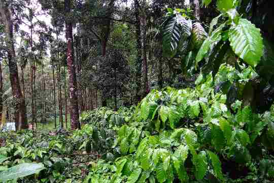 Coffee Plantations in Coorg