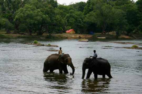 Dubare Elephant Camp