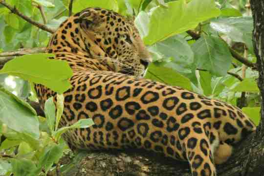 Nagarhole National Park