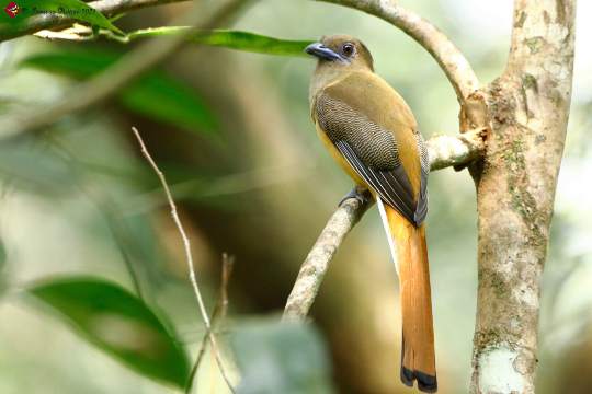 Someshwara Wildlife Sanctuary