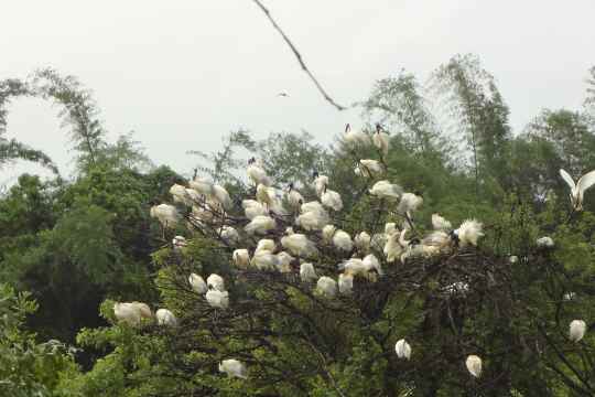 Gudavi Bird Sanctuary