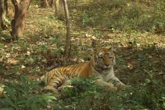 Tyavarekoppa Tiger and-Lion Safari