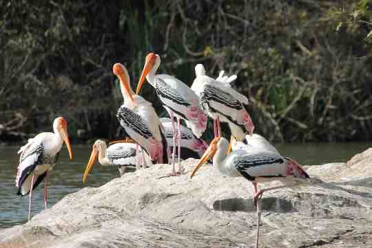 Ranganathittu Bird Sanctuary