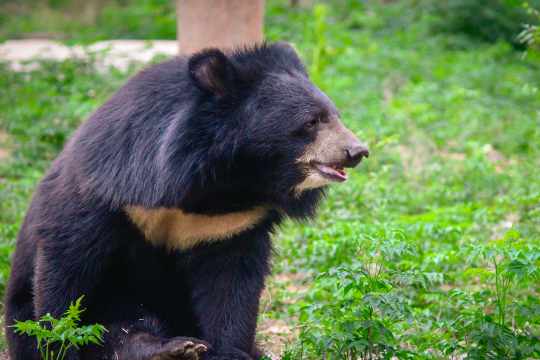 Arignar Anna Zoological Park