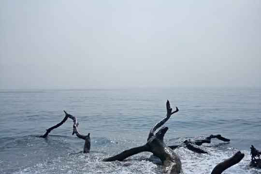 Auroville Beach