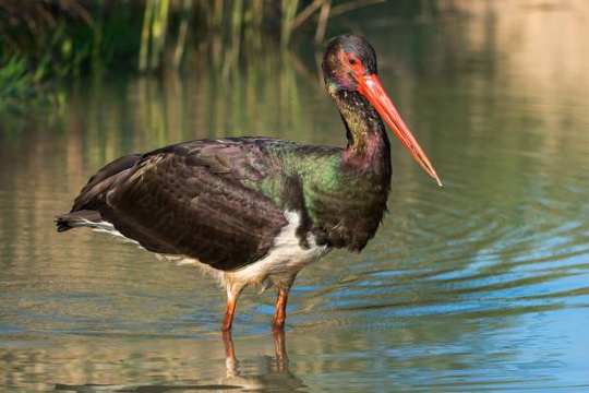 Water Bird Sanctuary